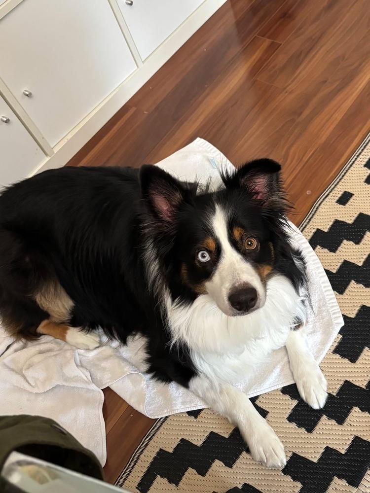 Enlarge 0933 Leo, a Adoptable Australian Shepherd in Ringwood, IL image 3/6