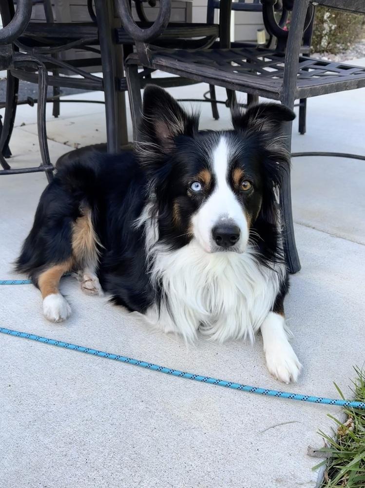 Enlarge 0933 Leo, a Adoptable Australian Shepherd in Ringwood, IL image 4/6