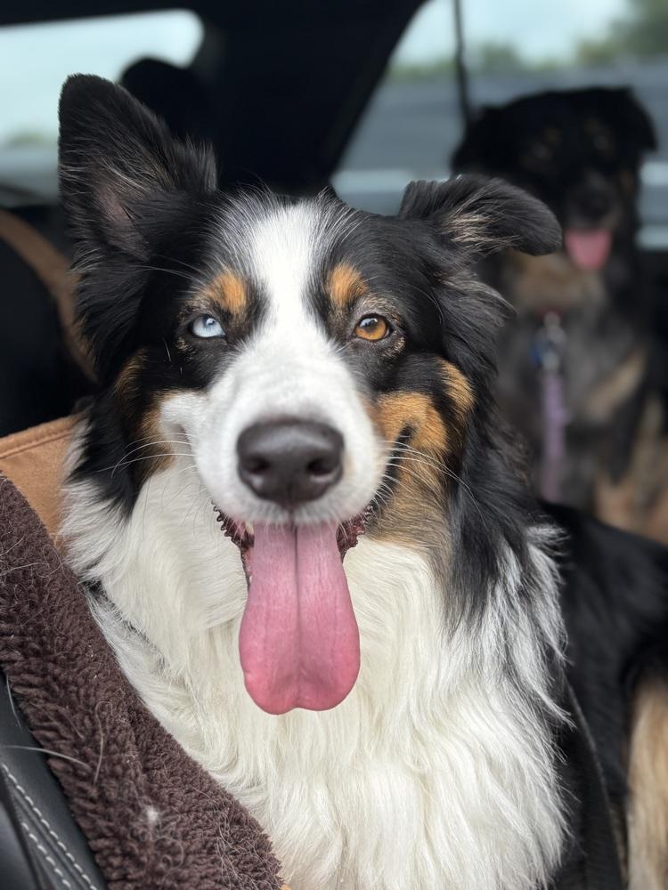 Enlarge 0933 Leo, a Adoptable Australian Shepherd in Ringwood, IL image 5/6