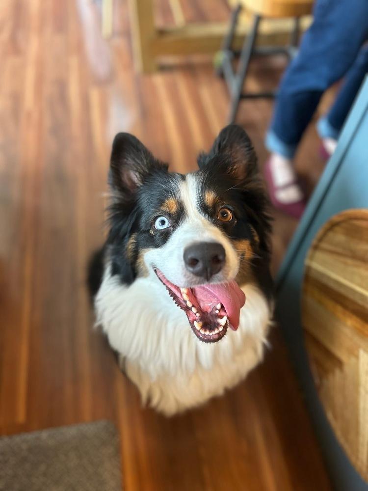 Enlarge 0933 Leo, a Adoptable Australian Shepherd in Ringwood, IL image 6/6