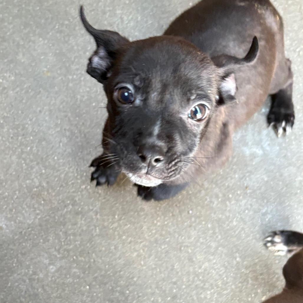 Enlarge Mylo, a Adoptable mixed breed in Santa Barbara, CA image 1/2