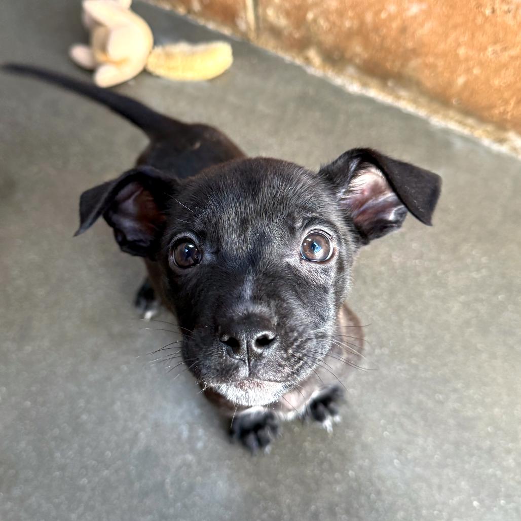 Enlarge Mylo, a Adoptable mixed breed in Santa Barbara, CA image 2/2