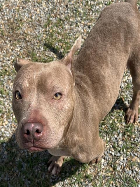 WINNIE, Adoptable, Adult Female Pit Bull Terrier.