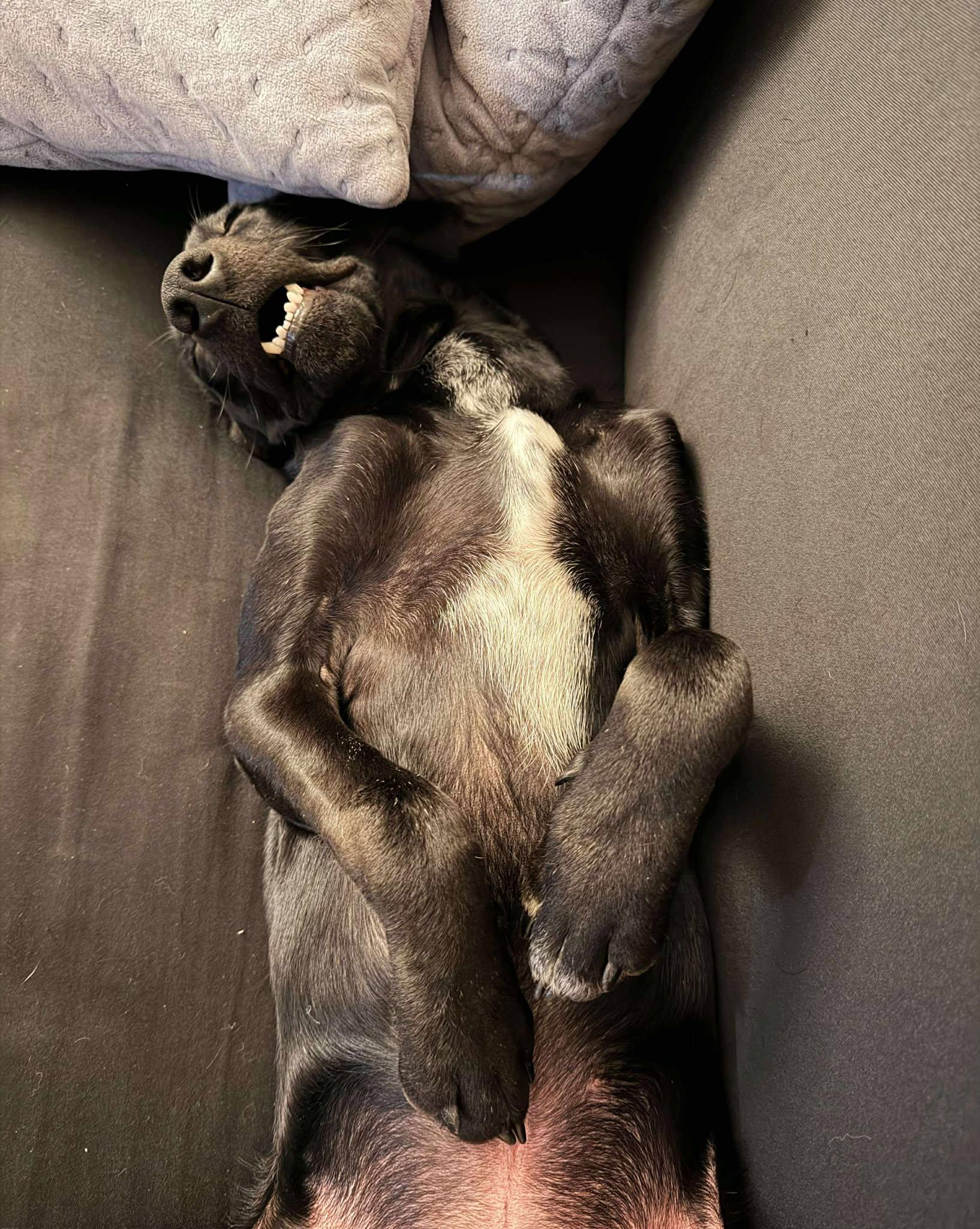 Nico, a Adoptable mixed breed in Westwood, NJ image 2/6