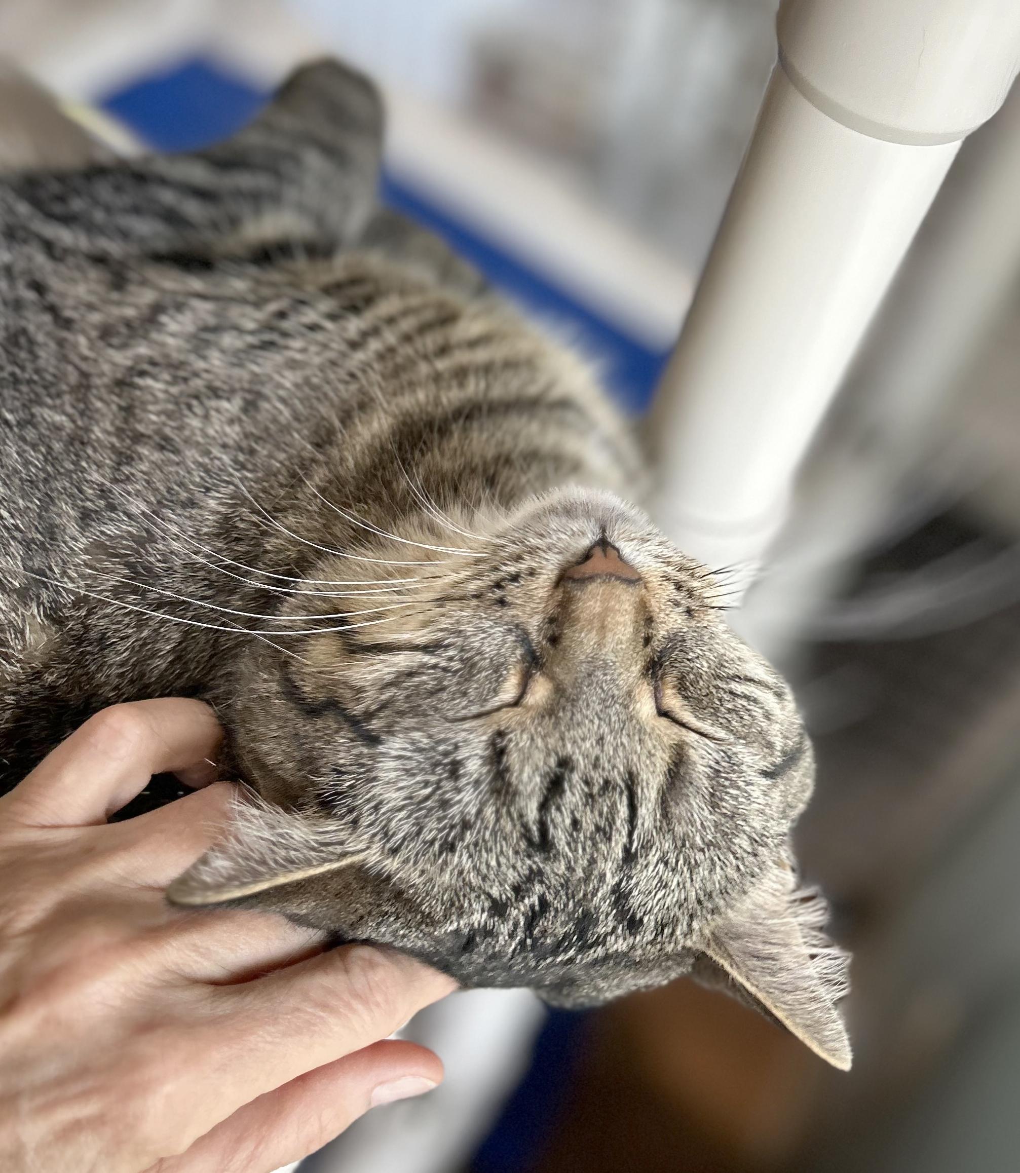 Brandy, Adoptable, Adult Female Tabby.
