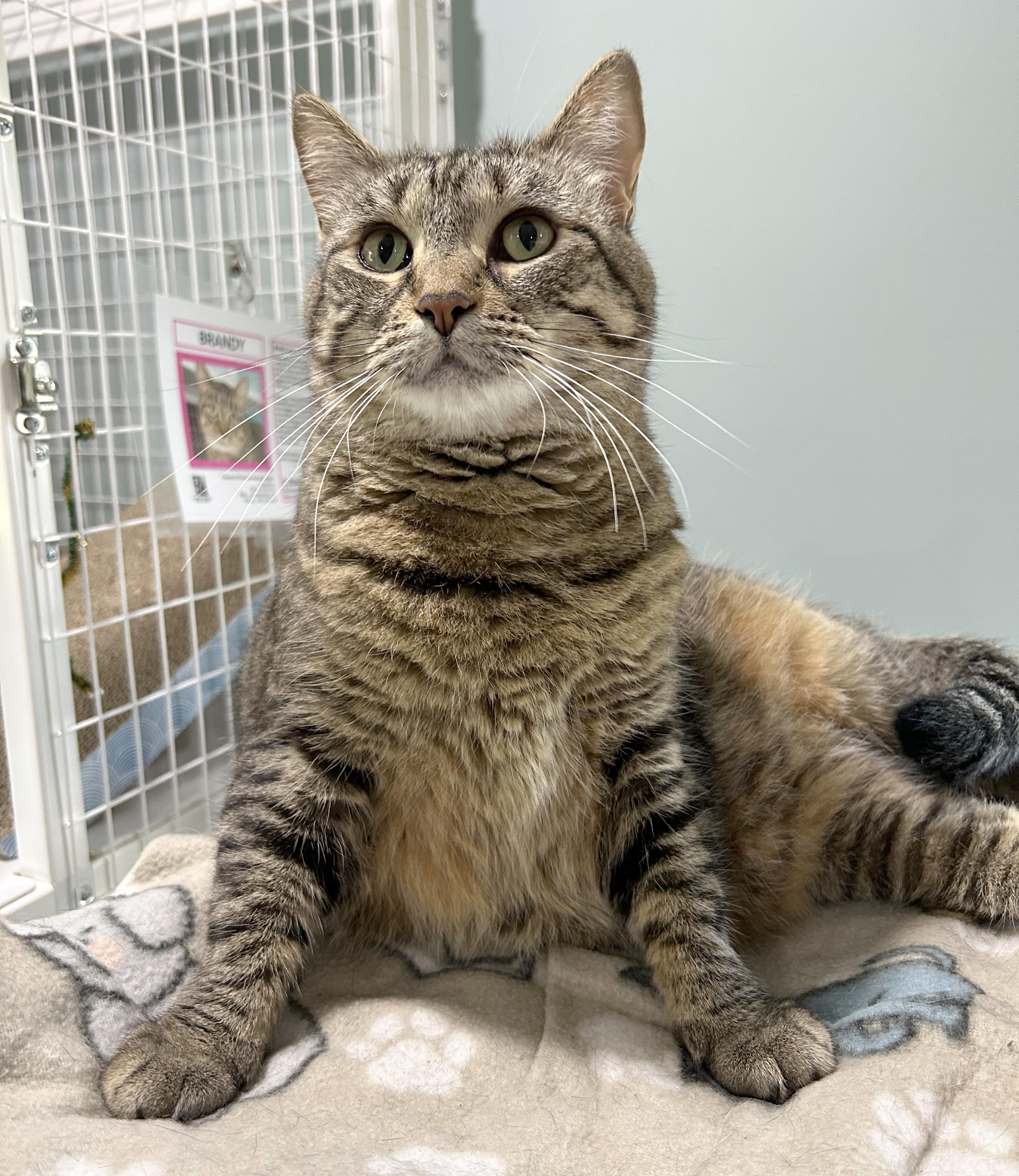 Enlarge Brandy, a Adoptable Tabby in Parkville, MO image 2/6