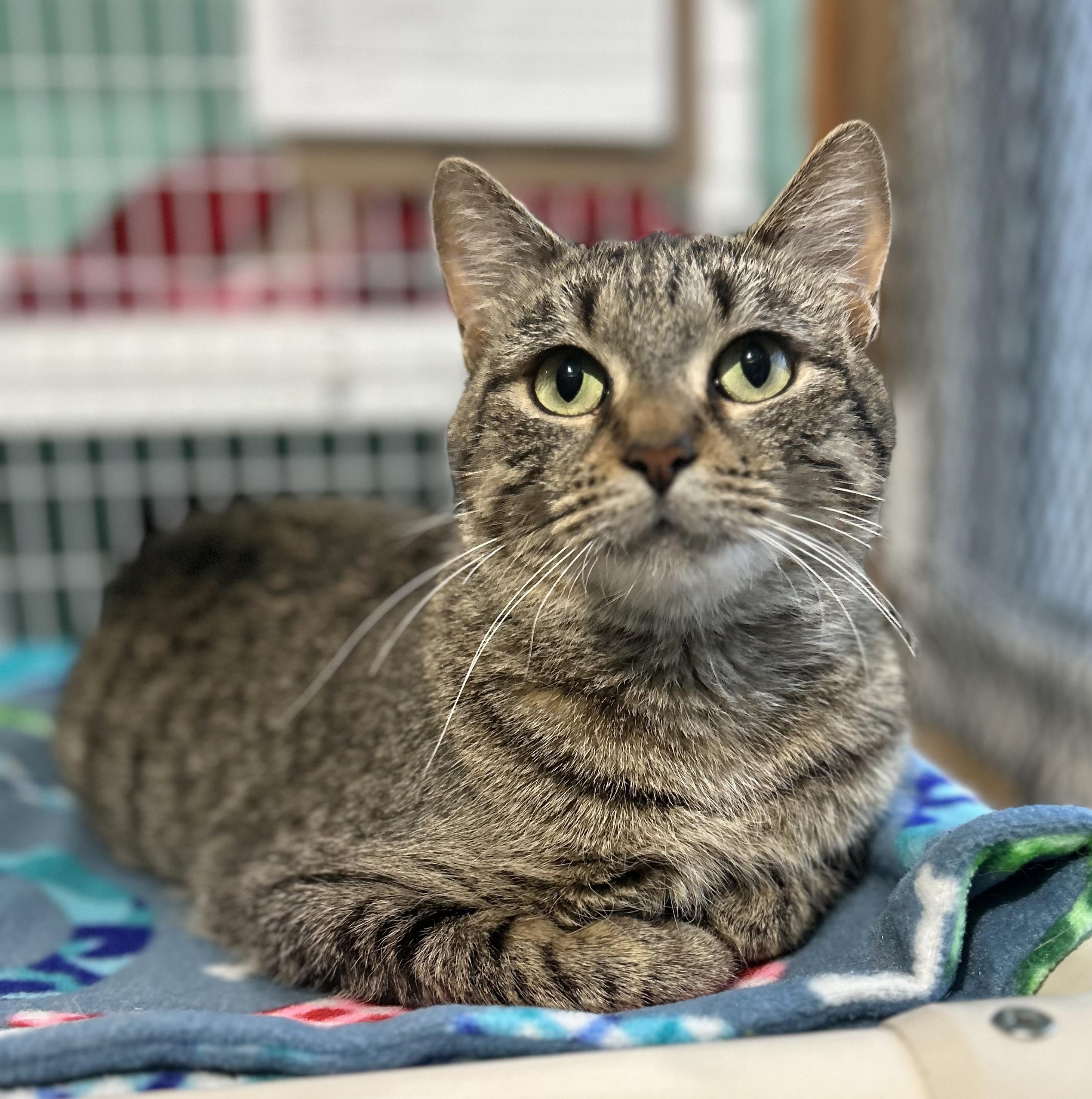 Enlarge Brandy, a Adoptable Tabby in Parkville, MO image 1/6