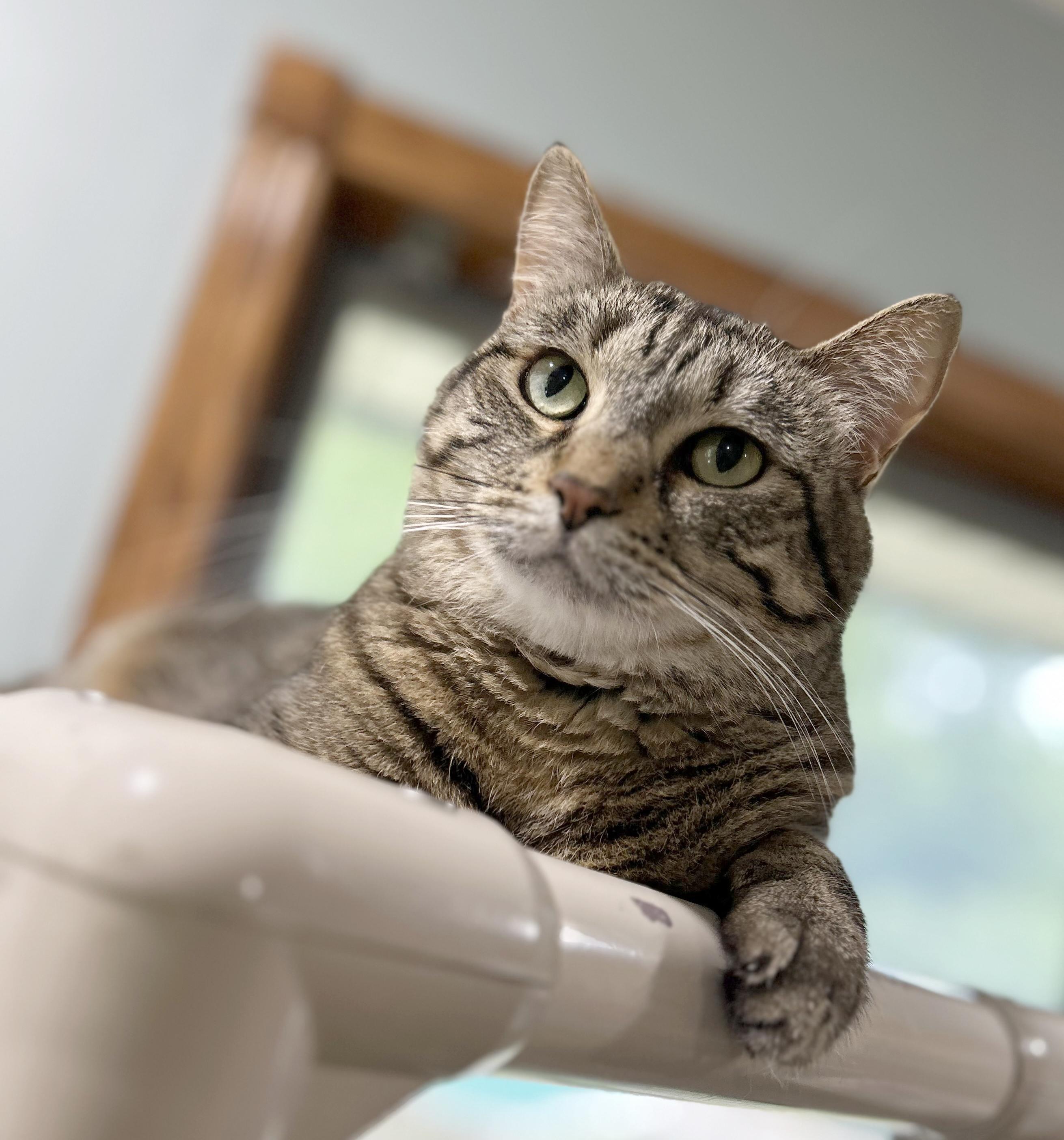Enlarge Brandy, a Adoptable Tabby in Parkville, MO image 1/6