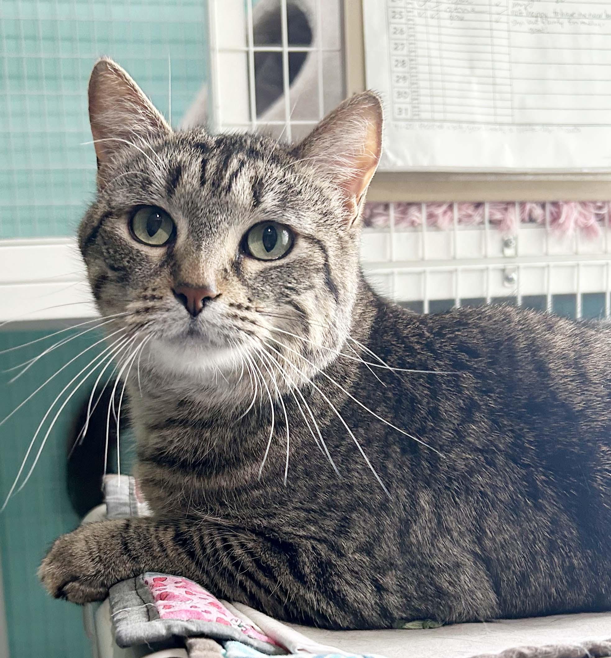 Enlarge Brandy, a Adoptable Tabby in Parkville, MO image 3/6