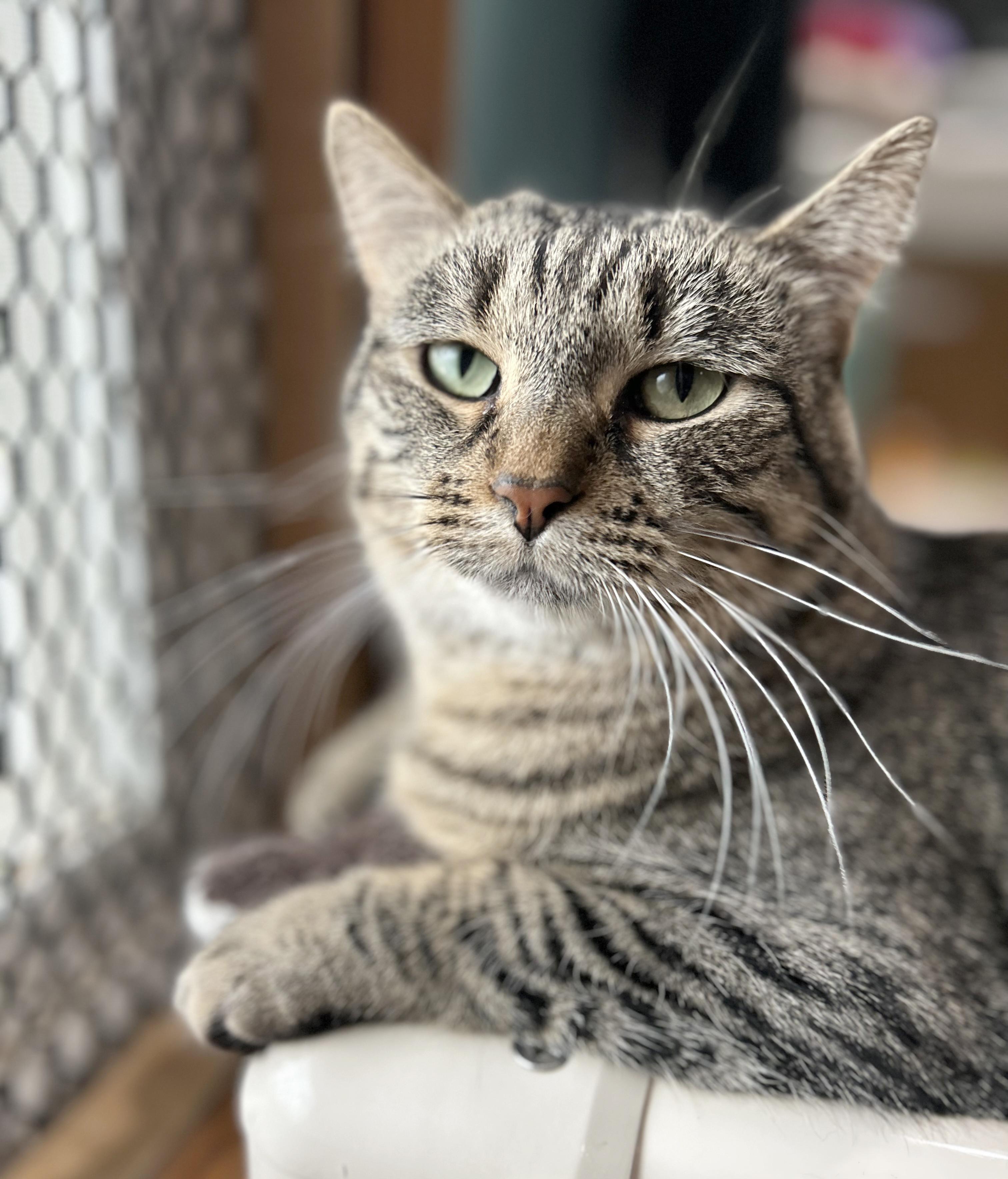 Enlarge Brandy, a Adoptable Tabby in Parkville, MO image 2/6