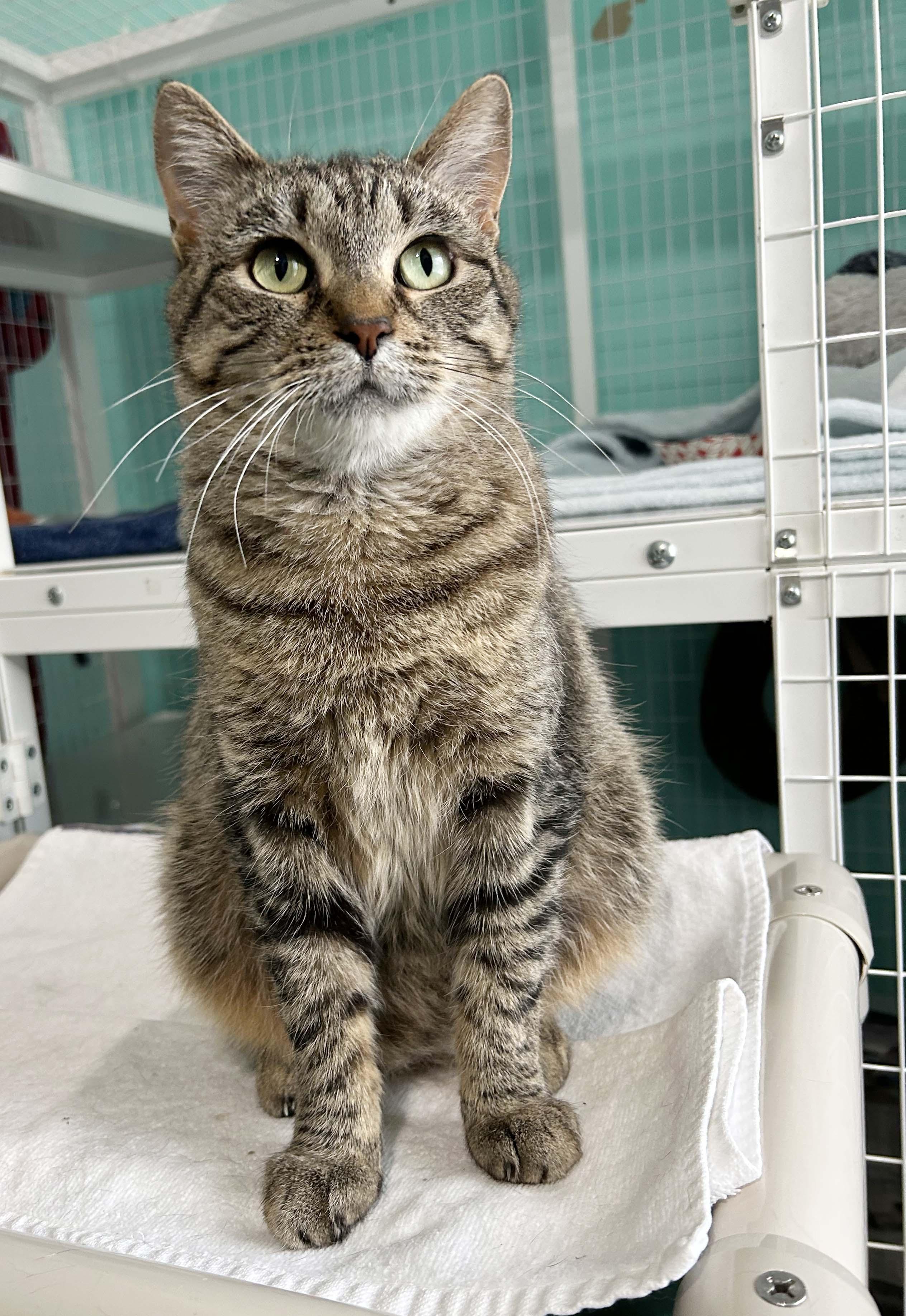 Enlarge Brandy, a Adoptable Tabby in Parkville, MO image 5/6