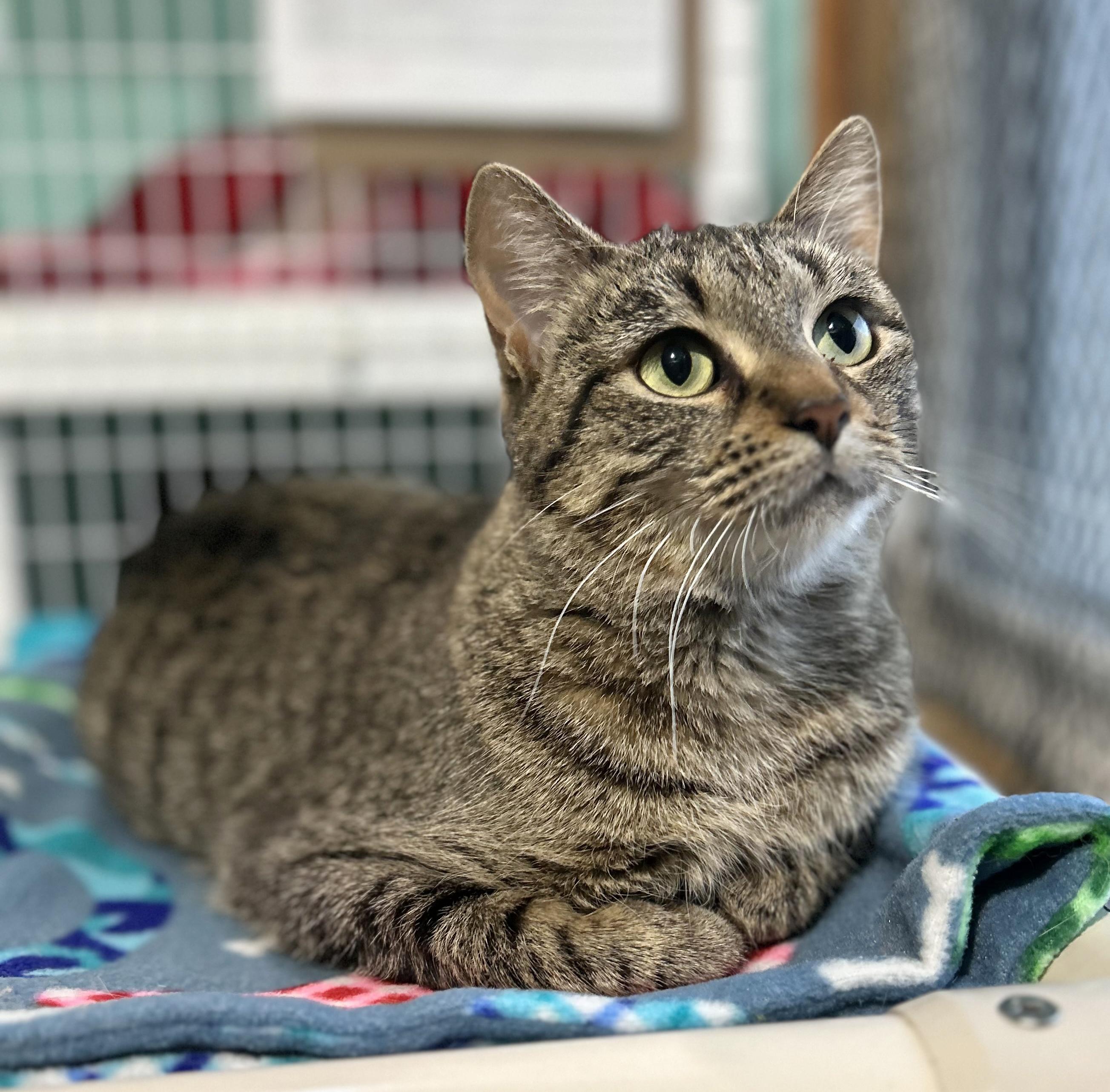 Enlarge Brandy, a Adoptable Tabby in Parkville, MO image 6/6