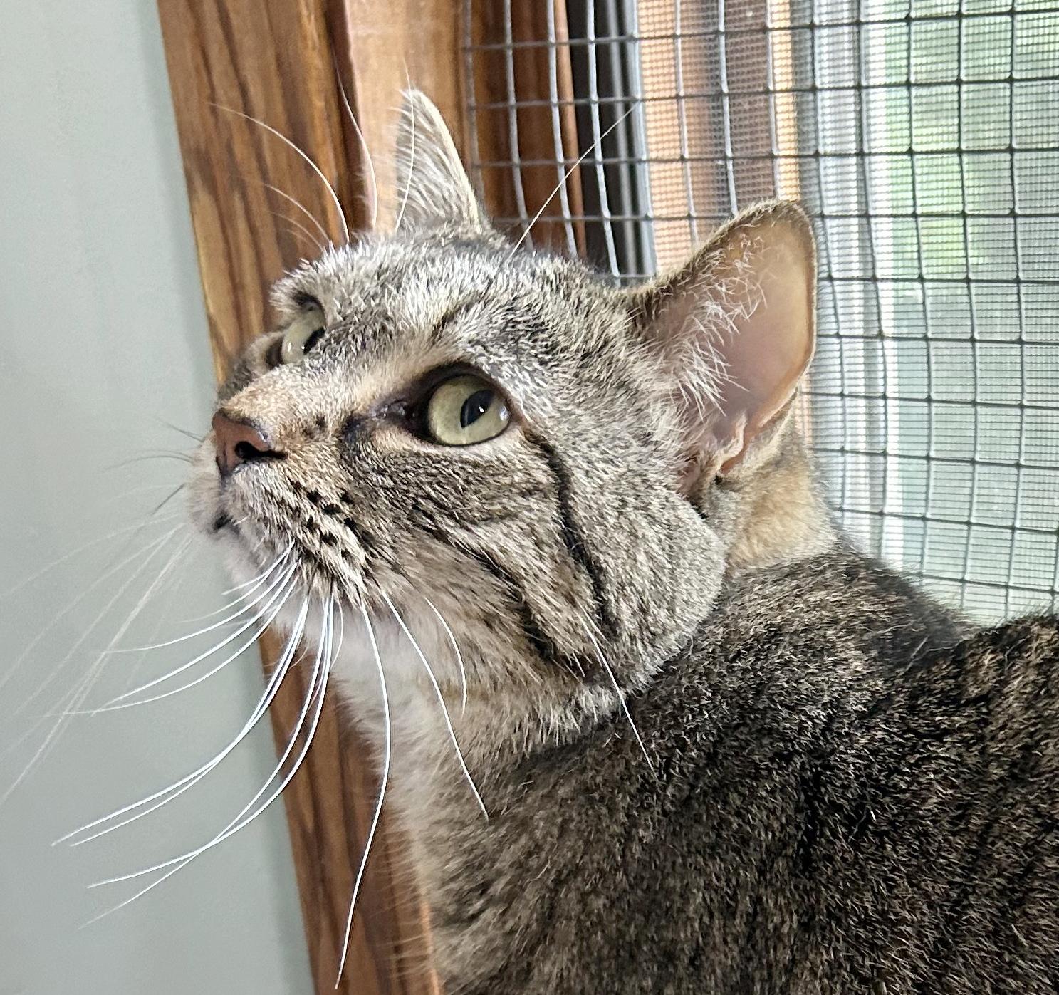 Enlarge Brandy, a Adoptable Tabby in Parkville, MO image 2/6