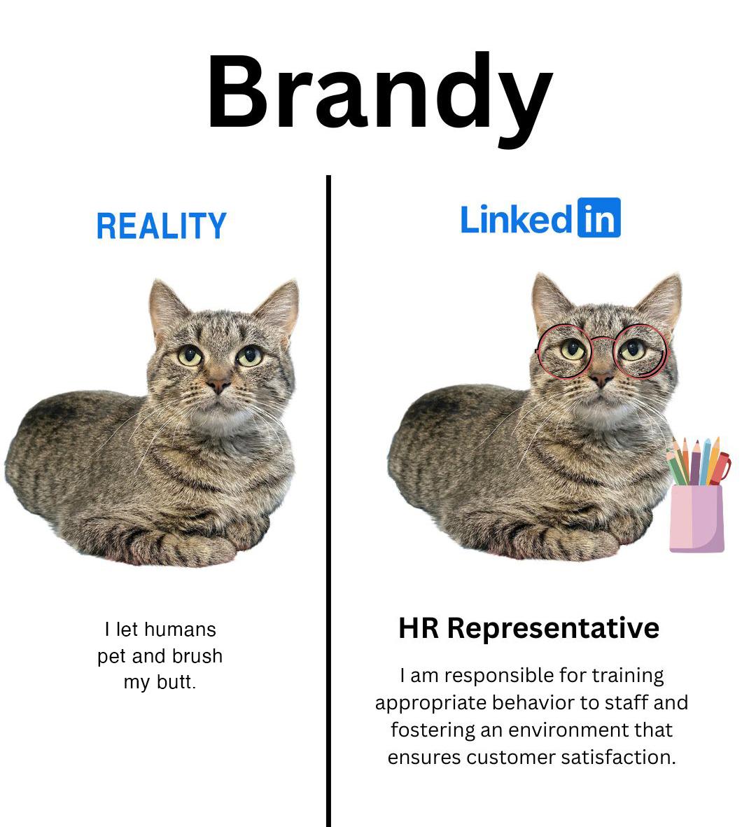 Enlarge Brandy, a Adoptable Tabby in Parkville, MO image 2/6