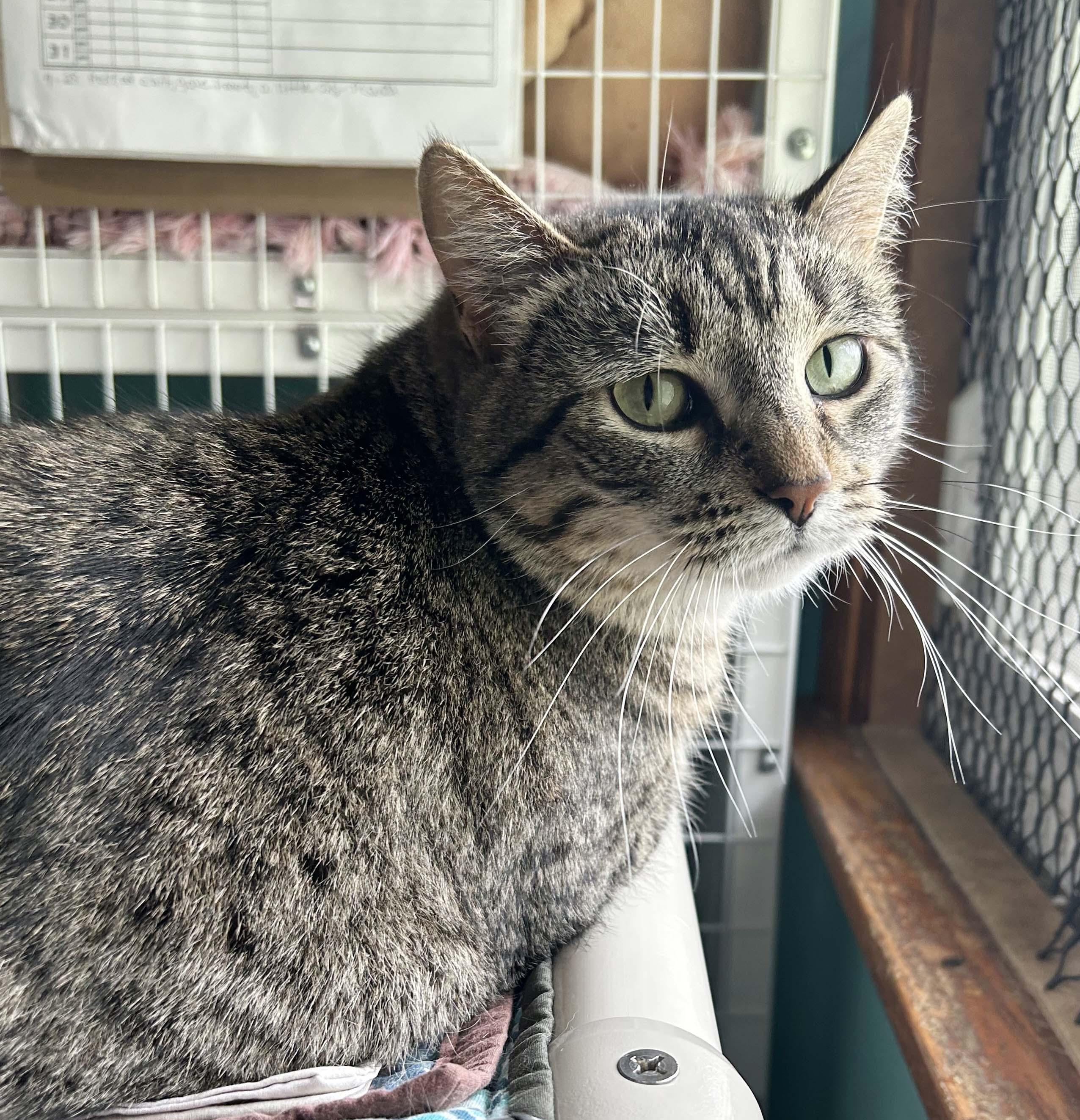 Enlarge Brandy, a Adoptable Tabby in Parkville, MO image 4/6