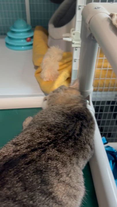 Enlarge Brandy, a Adoptable Tabby in Parkville, MO video 6/6