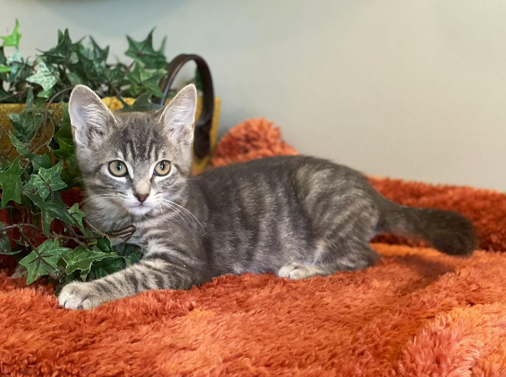 Bennie, a Adoptable Tabby in Taylor, MI image 3/6