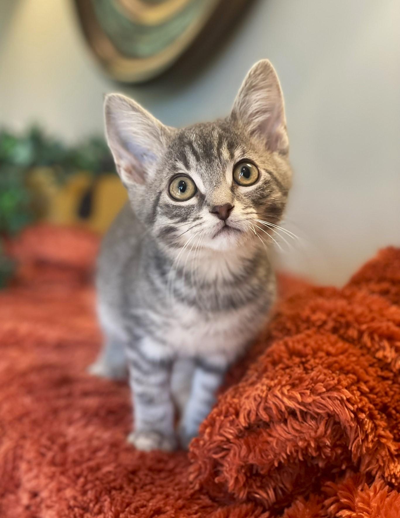 Bennie, a Adoptable Tabby in Taylor, MI image 6/6