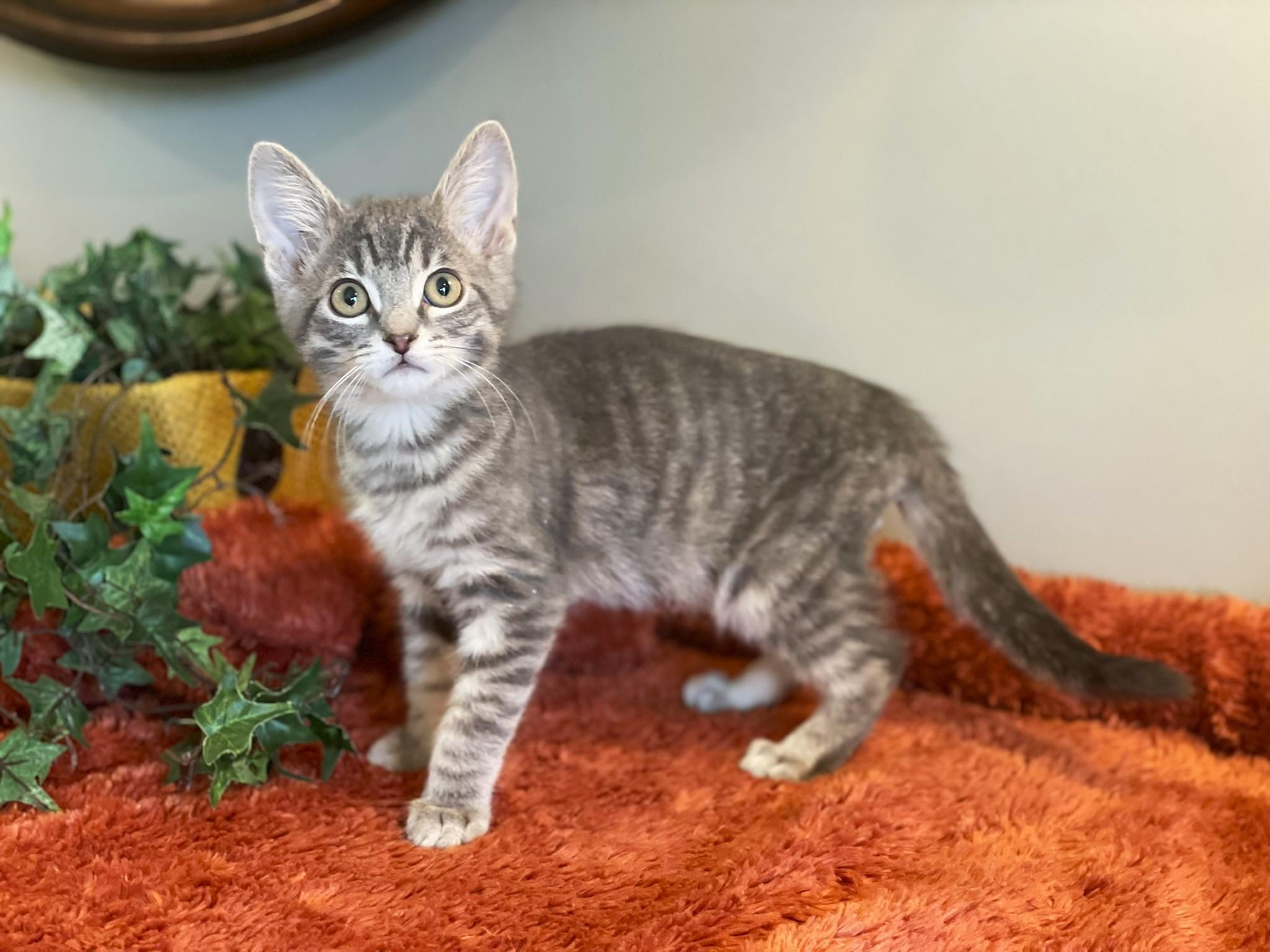 Bennie, a Adoptable Tabby in Taylor, MI image 1/6