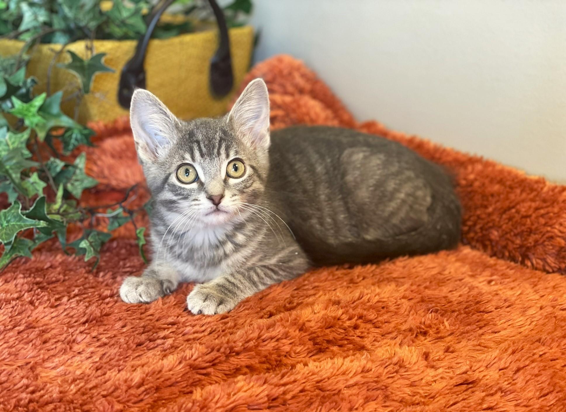 Bennie, a Adoptable Tabby in Taylor, MI image 5/6