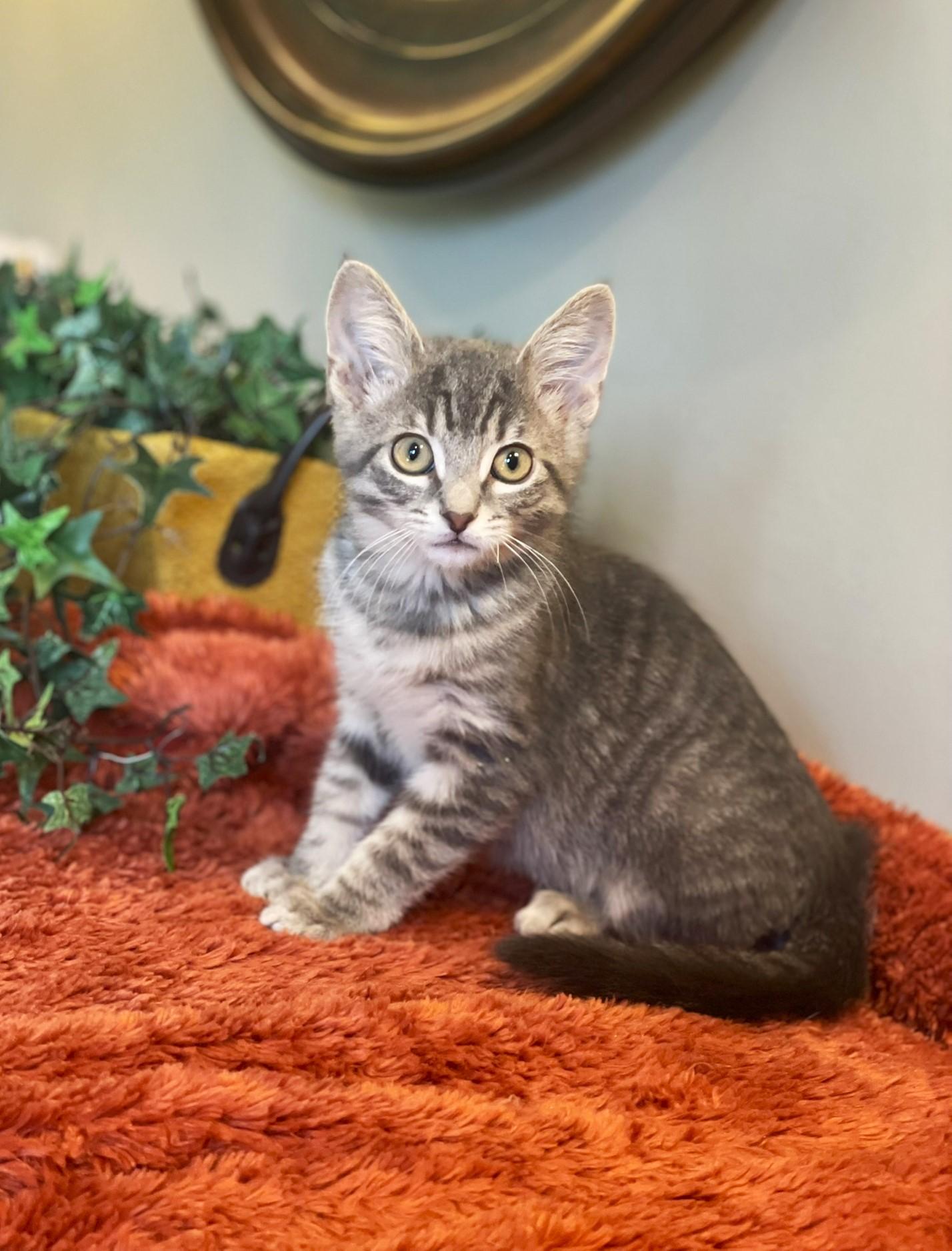 Bennie, a Adoptable Tabby in Taylor, MI image 4/6