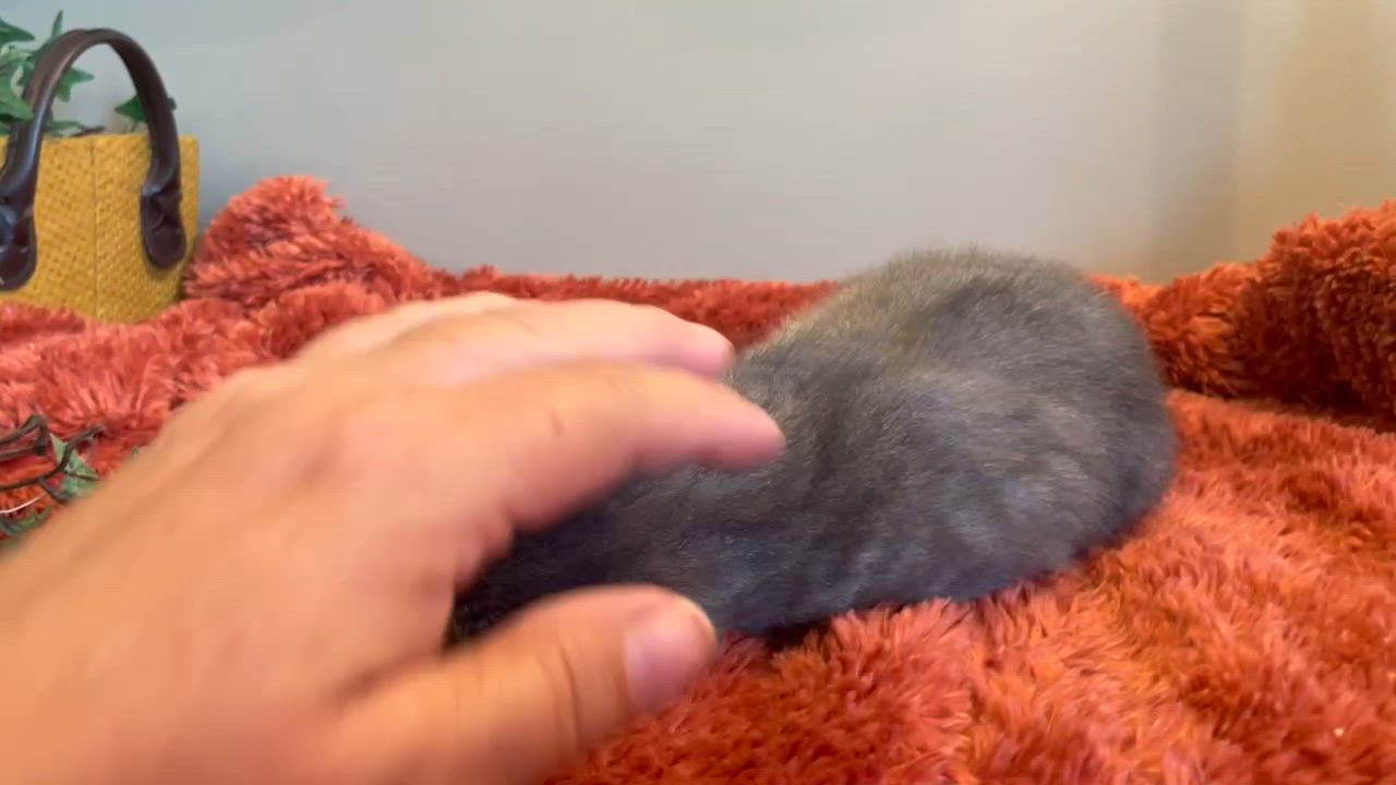 Enlarge Bennie, a Adoptable Tabby in Taylor, MI video 2/6