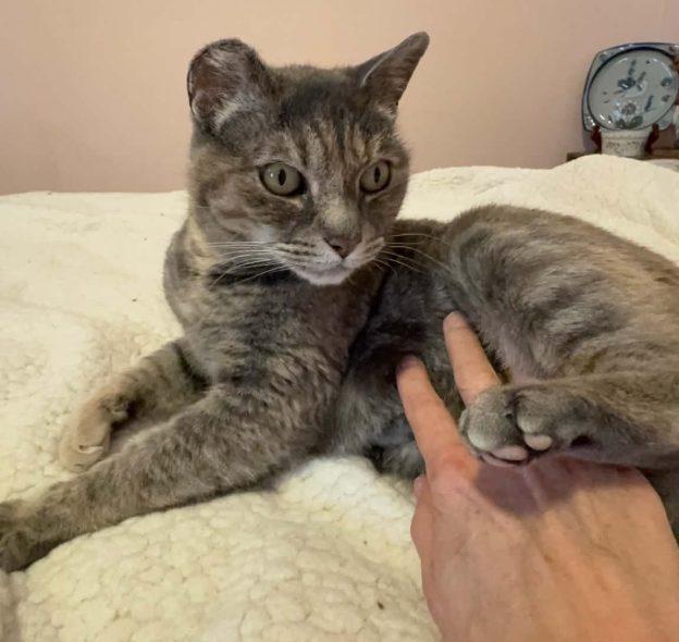 Shelly, ADOPTABLE, Young Female Torbie.