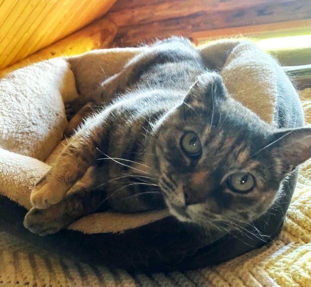 Shelly, ADOPTABLE, Young Female Torbie.