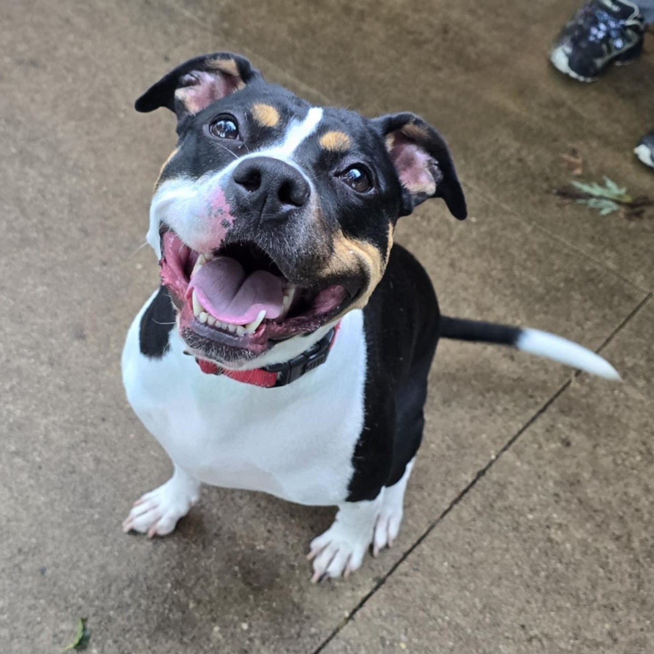 Athena, Adoptable, Adult Female Terrier.