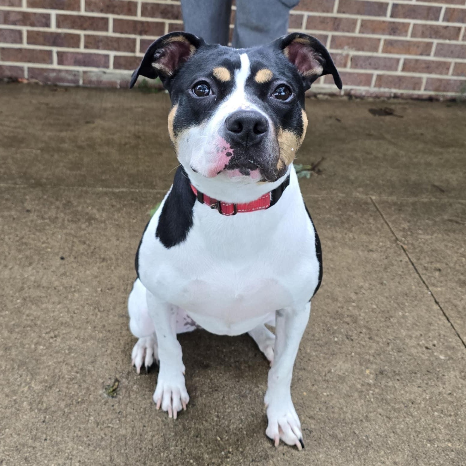 Enlarge Athena, a Adoptable mixed breed in Waterloo, IA image 4/4