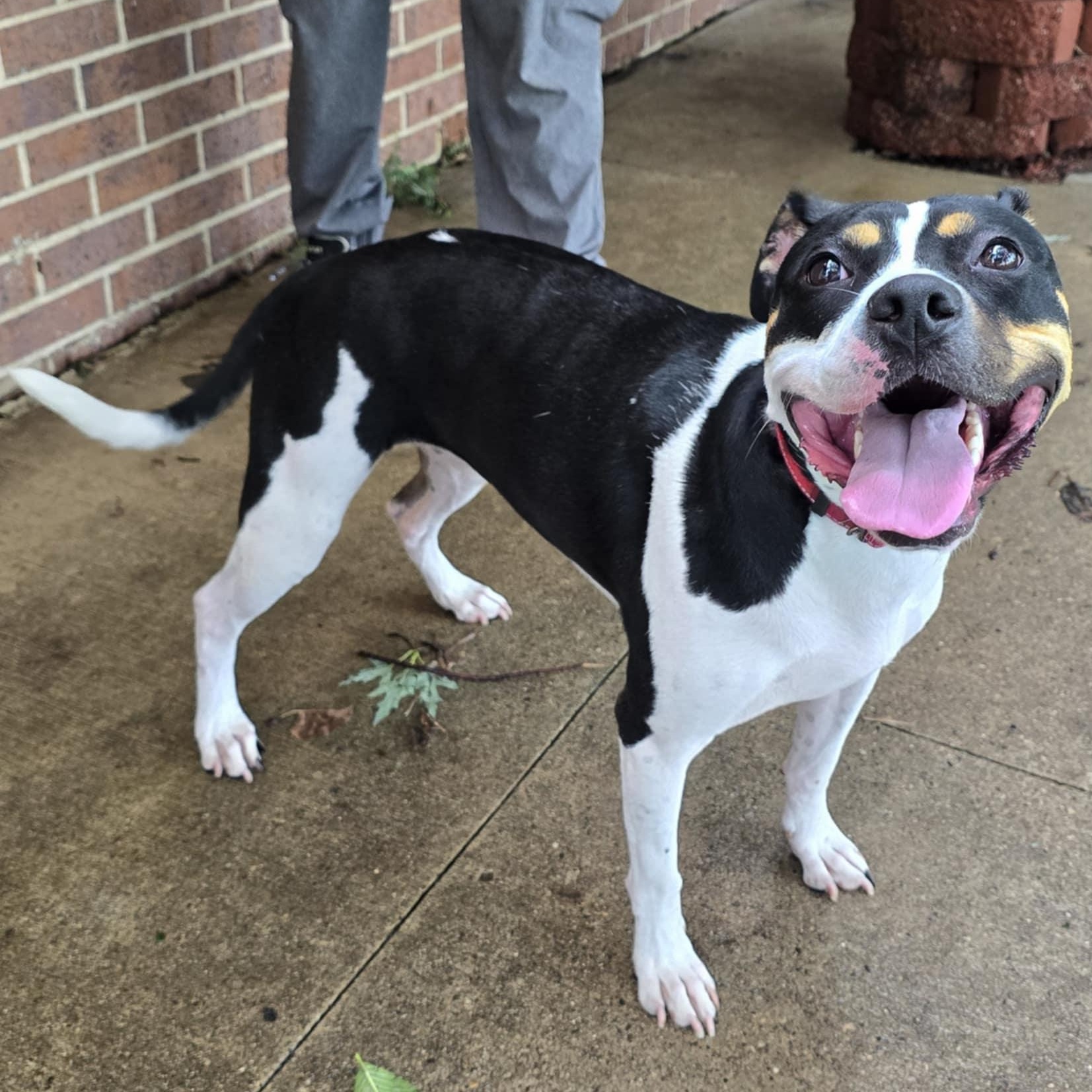 Enlarge Athena, a Adoptable mixed breed in Waterloo, IA image 3/4