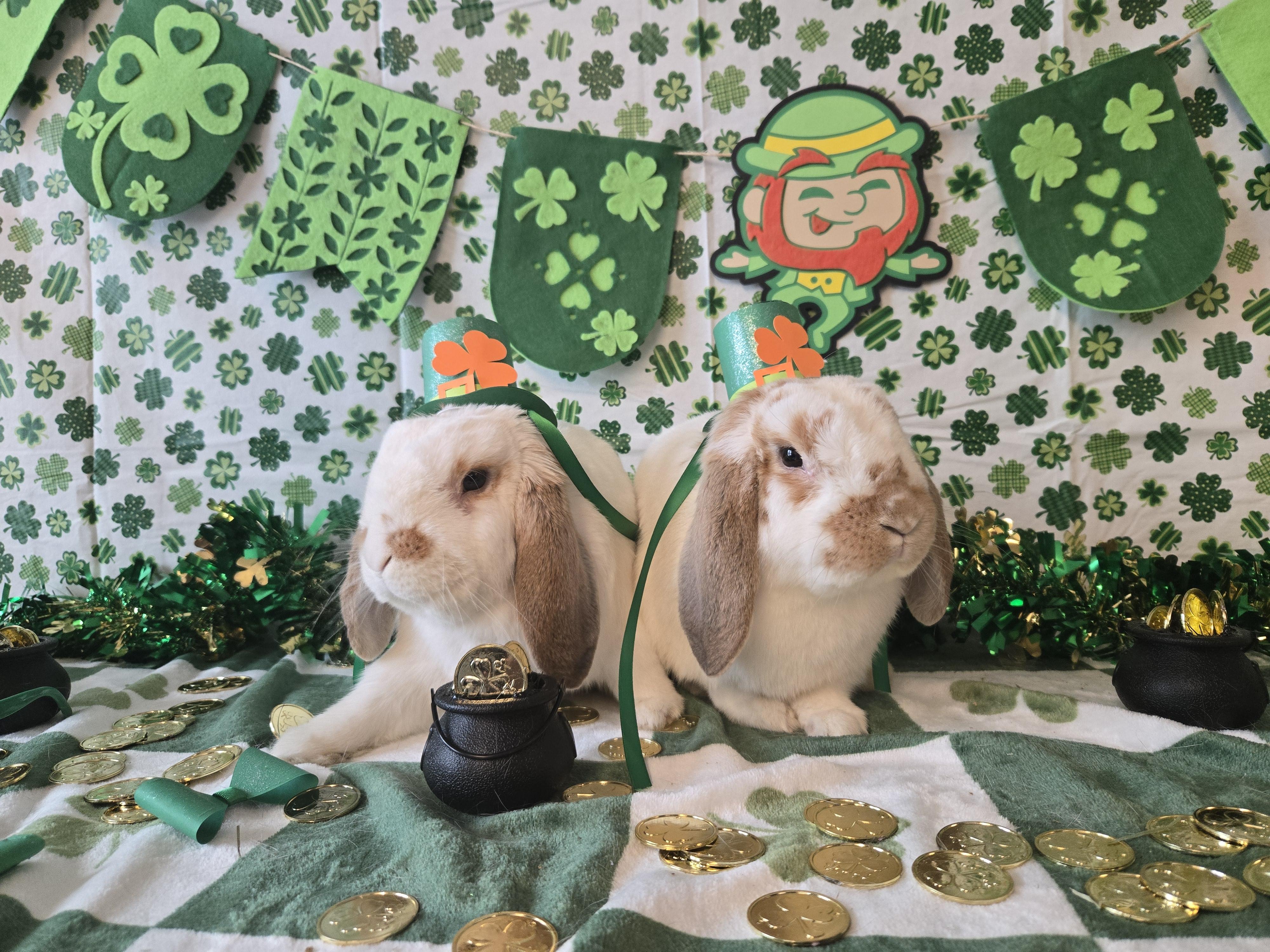 Enlarge Jackson - part of a pair, an adopted Mini Lop in Andover, MA image 5/5