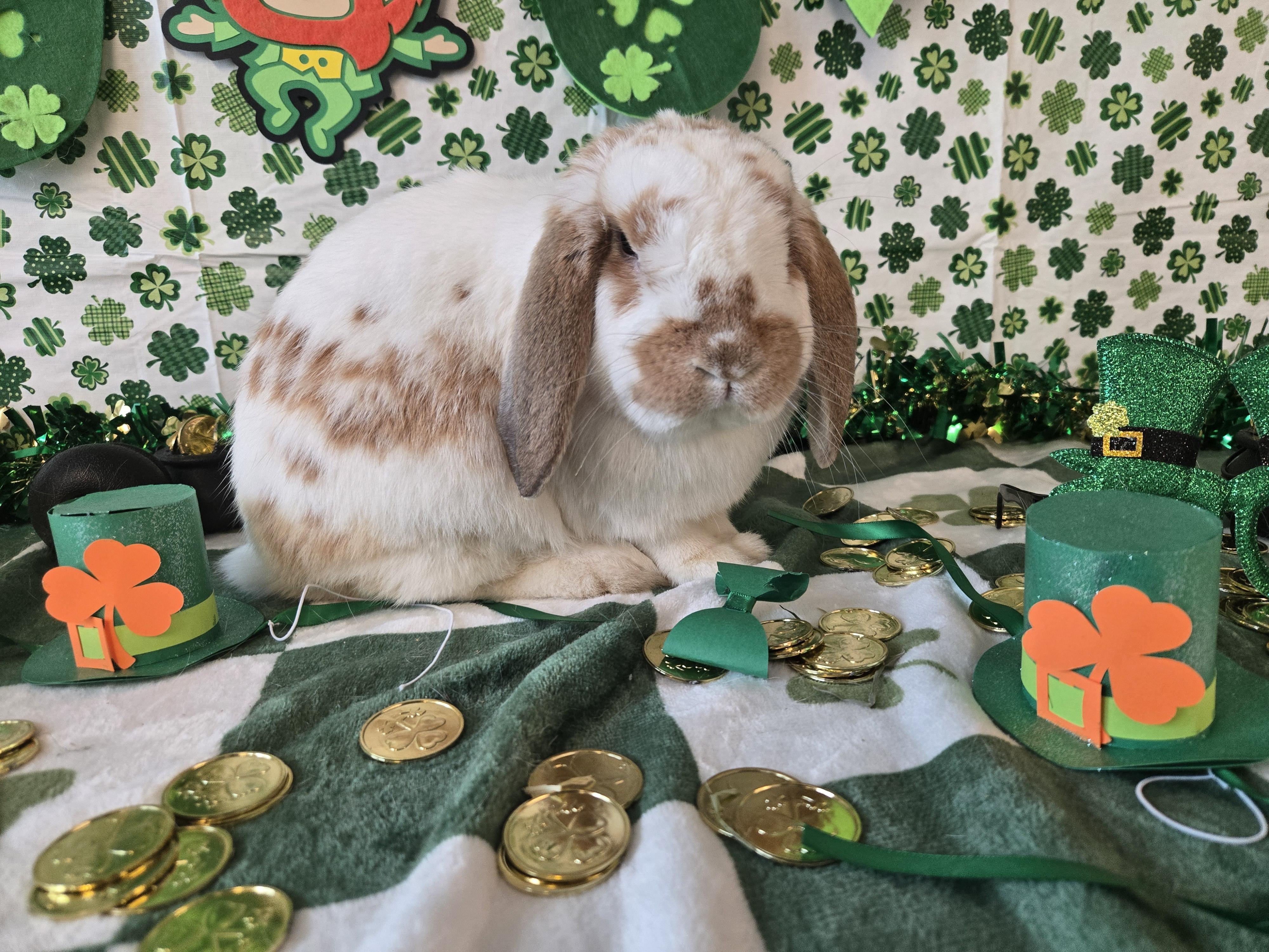 Enlarge Jackson - part of a pair, an adopted Mini Lop in Andover, MA image 2/5