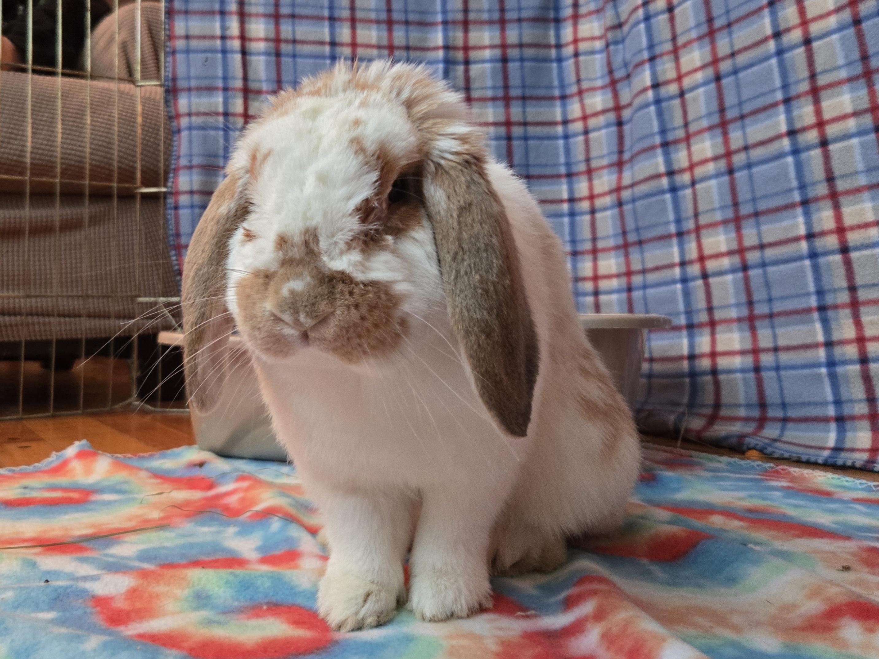 Jackson - part of a pair, adopted, Young Male Mini Lop.