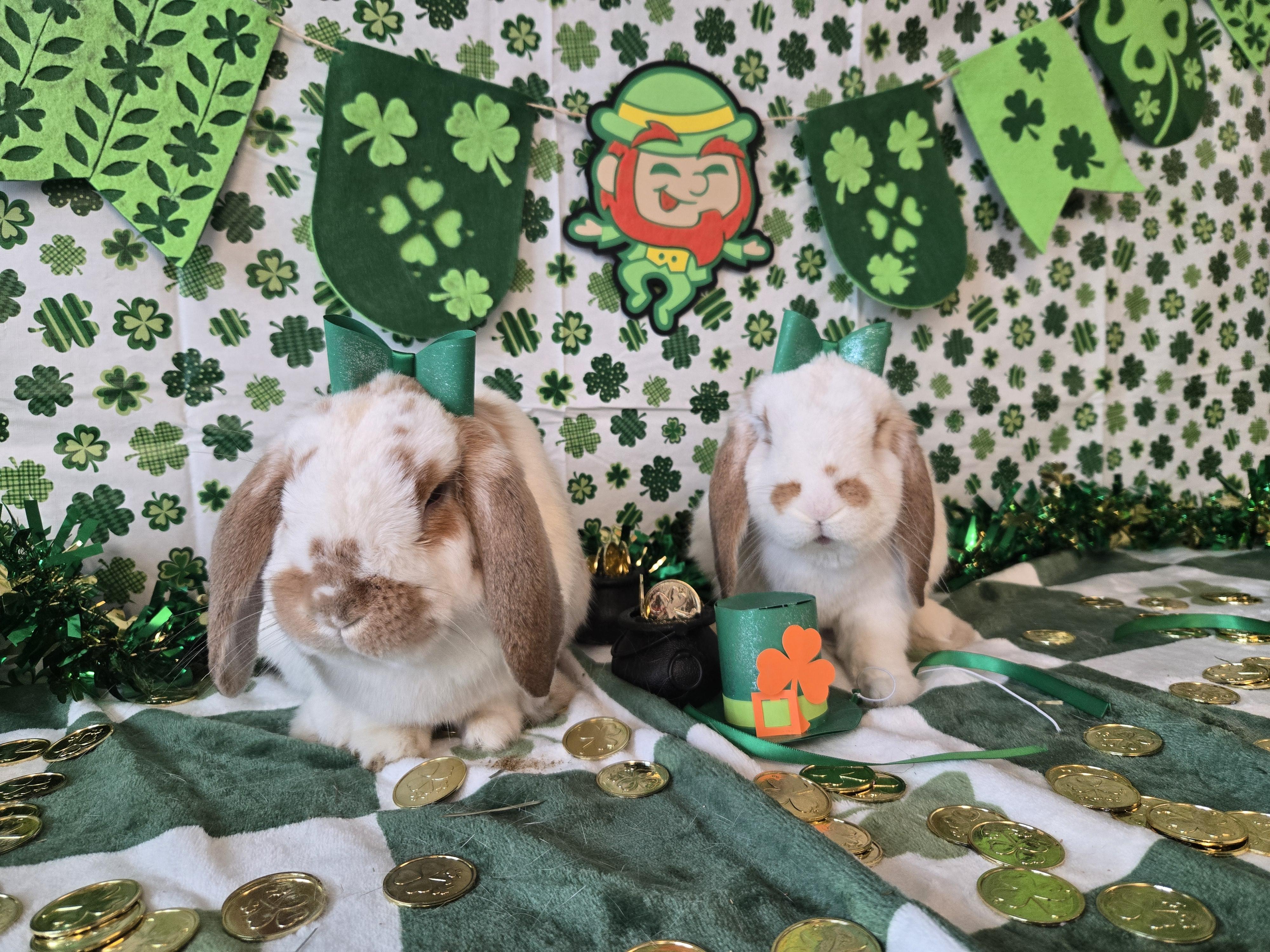 Enlarge Jackson - part of a pair, an adopted Mini Lop in Andover, MA image 3/5