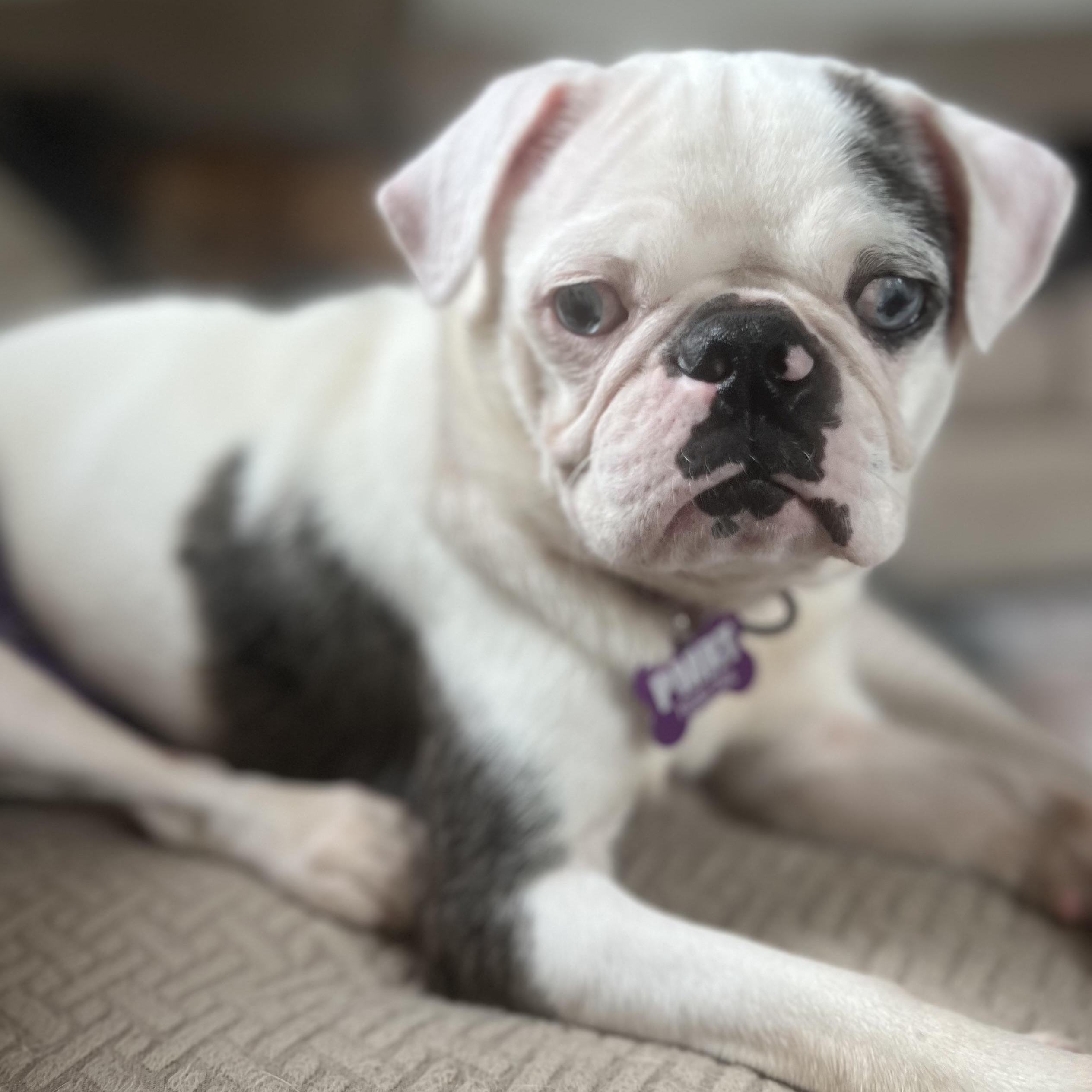 Enlarge Birdie, an adoptable Pug in Buffalo, NY image 1/6
