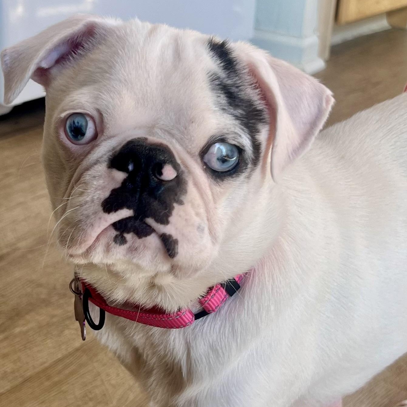 Enlarge Birdie, an adoptable Pug in Buffalo, NY image 2/6