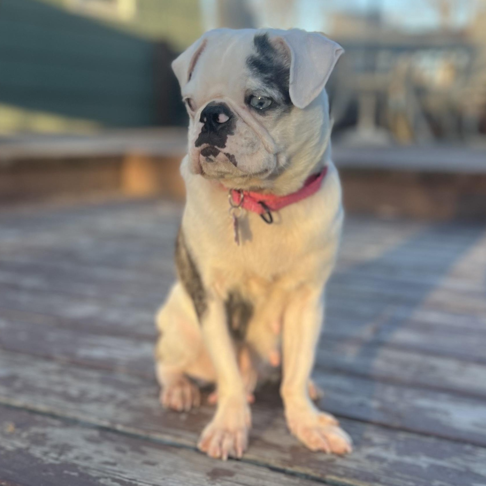 Enlarge Birdie, an adoptable Pug in Buffalo, NY image 3/6