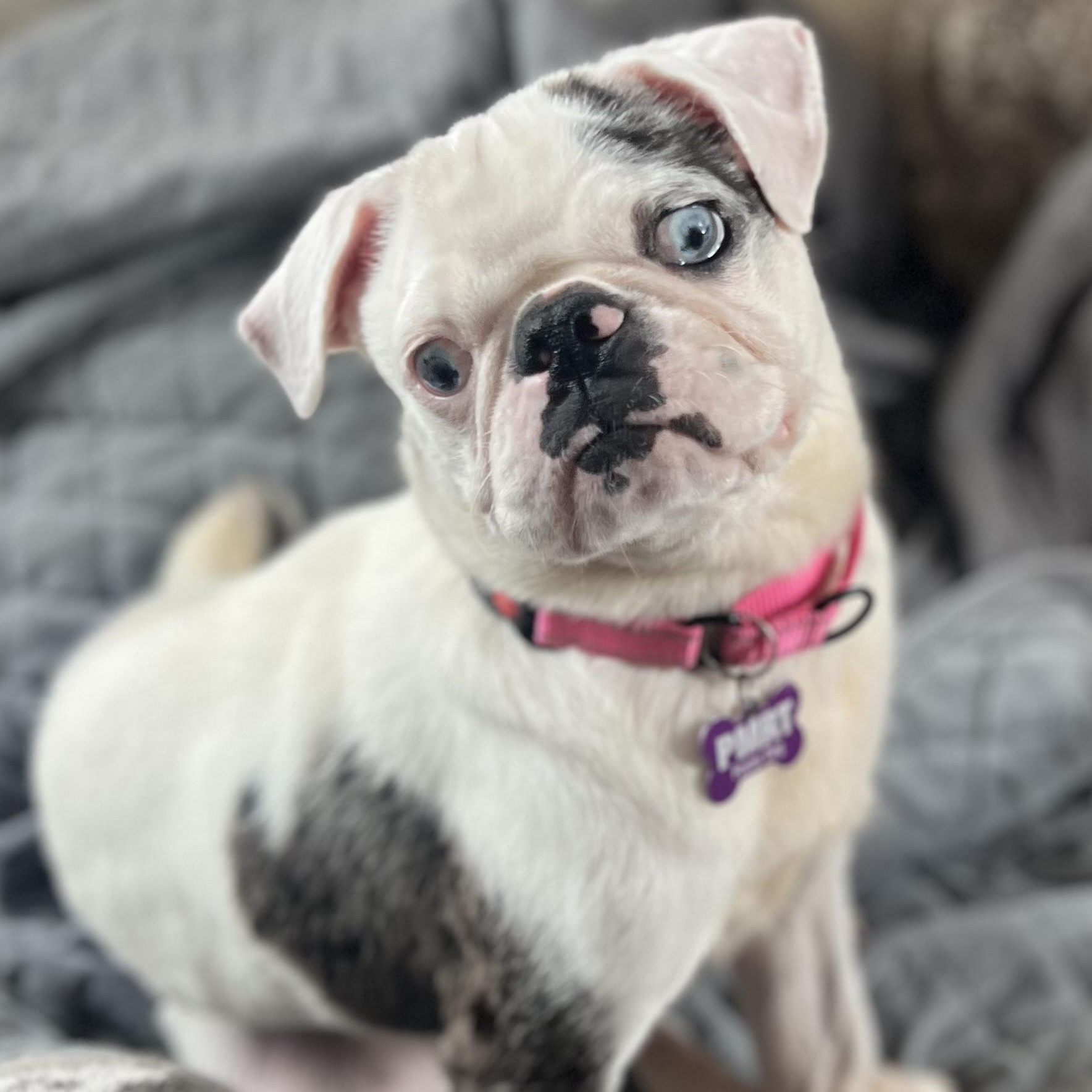 Enlarge Birdie, an adoptable Pug in Buffalo, NY image 6/6