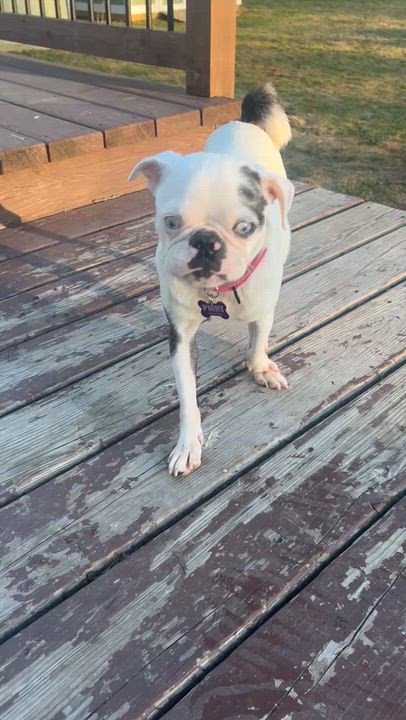 Enlarge Birdie, an adoptable Pug in Buffalo, NY video 4/6