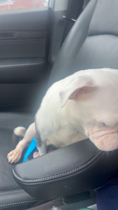 Enlarge Birdie, an adoptable Pug in Buffalo, NY video 5/6