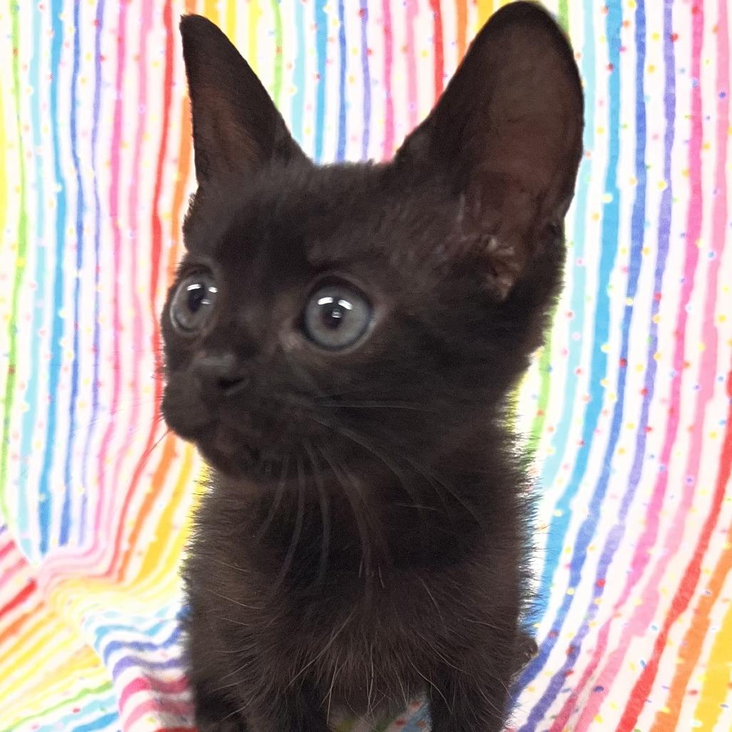 Enlarge Irma, a Adoptable Domestic Short Hair in Folsom, LA image 1/1