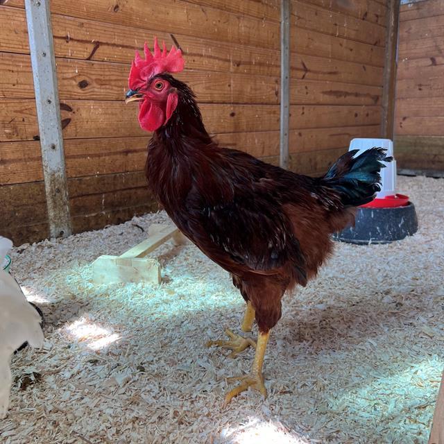 Enlarge RHODE ISLAND, a Adoptable Chicken in Methuen, MA image 1/1