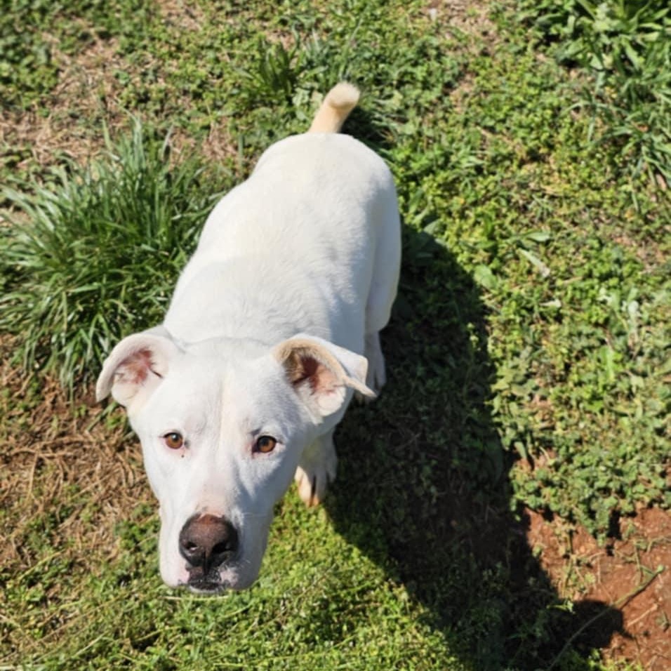 Cotton $95, a Adoptable mixed breed in Seneca, SC image 5/5