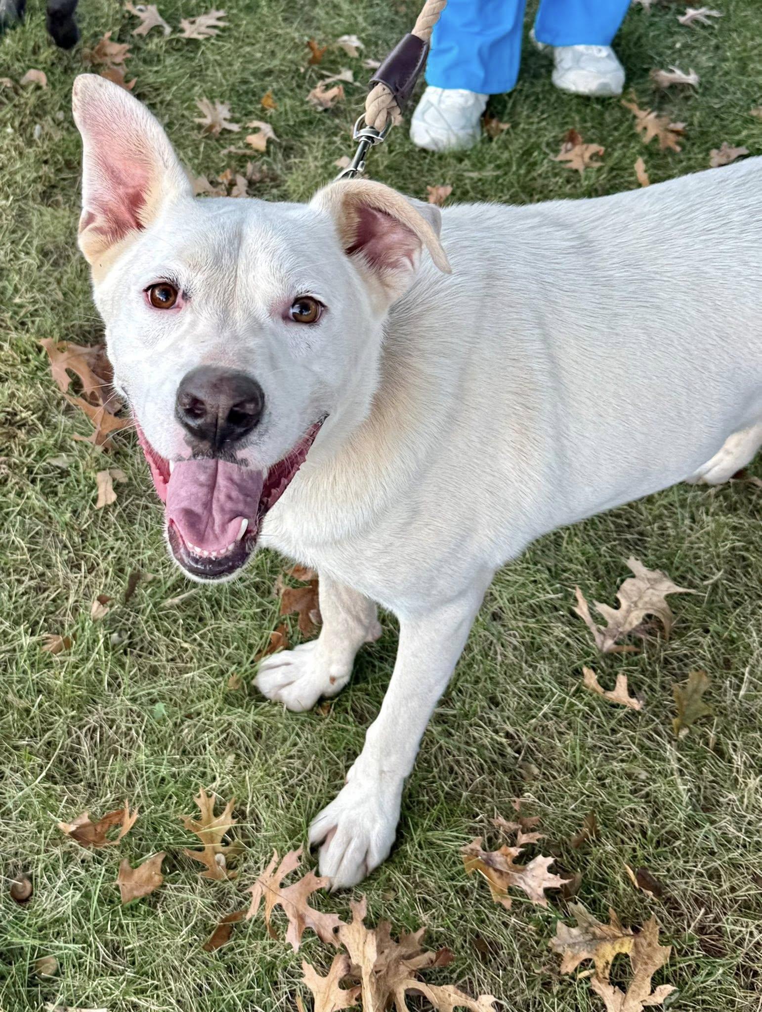 Cotton $95, Adoptable, Adult Male Labrador Retriever & German Shepherd Dog.
