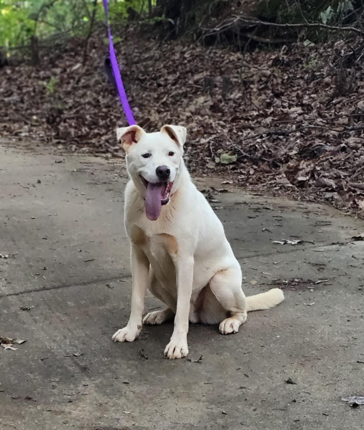 Cotton $95, a Adoptable mixed breed in Seneca, SC image 4/5