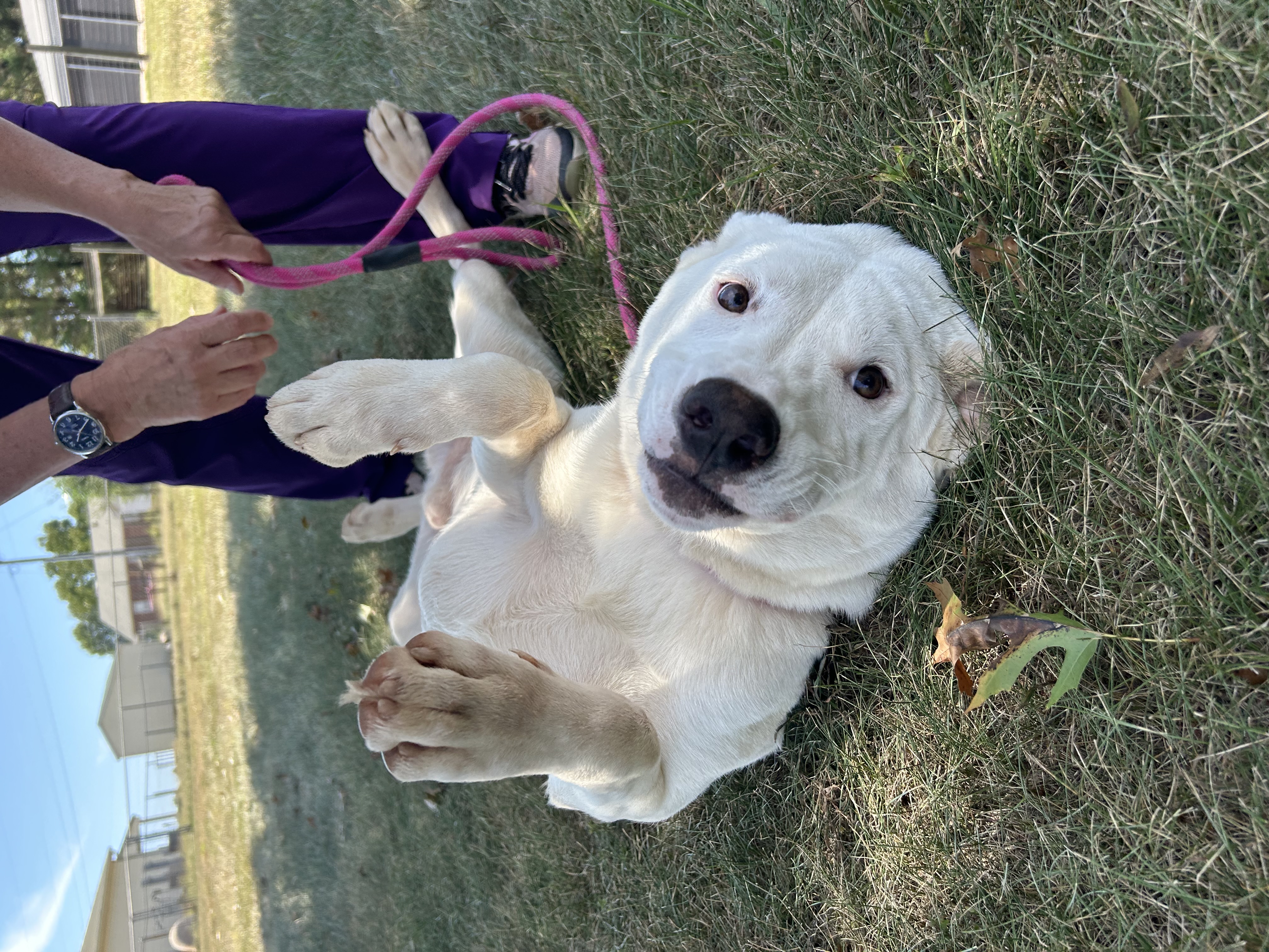 Cotton $95, a Adoptable mixed breed in Seneca, SC image 2/5