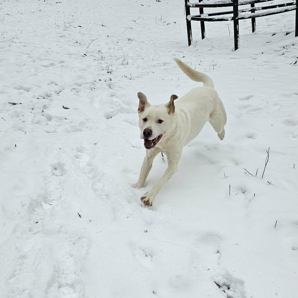 Cotton $95, Adoptable, Adult Male Labrador Retriever & German Shepherd Dog.