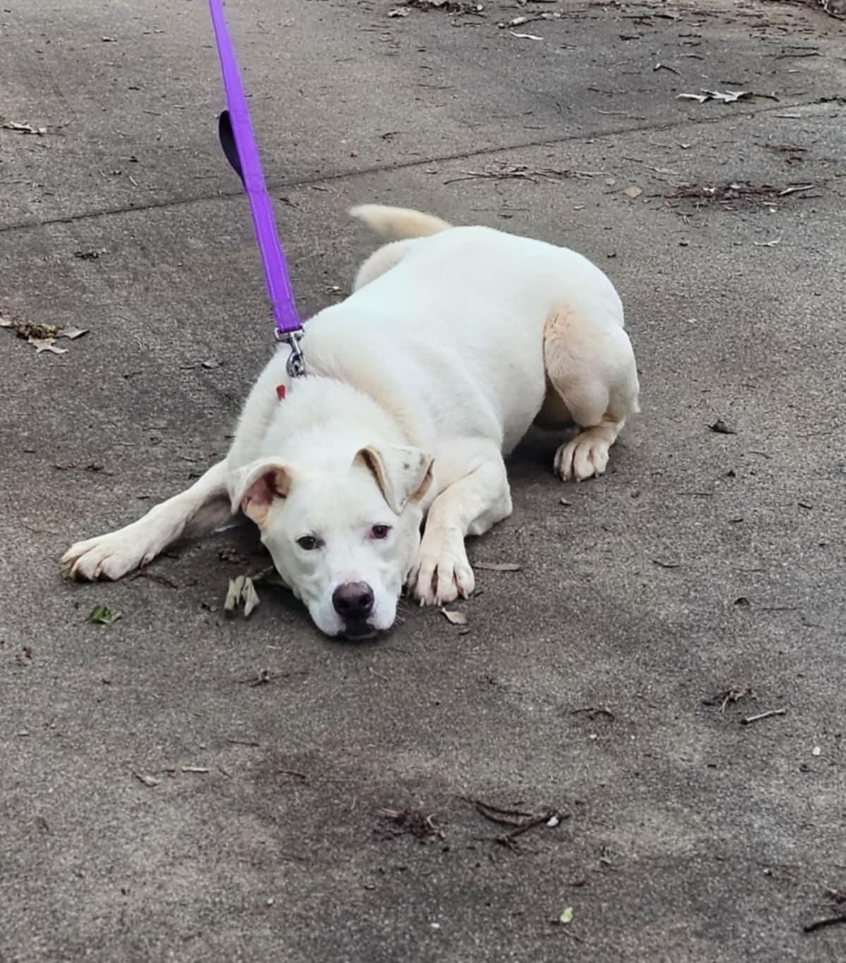 Cotton $95, a Adoptable mixed breed in Seneca, SC image 3/5