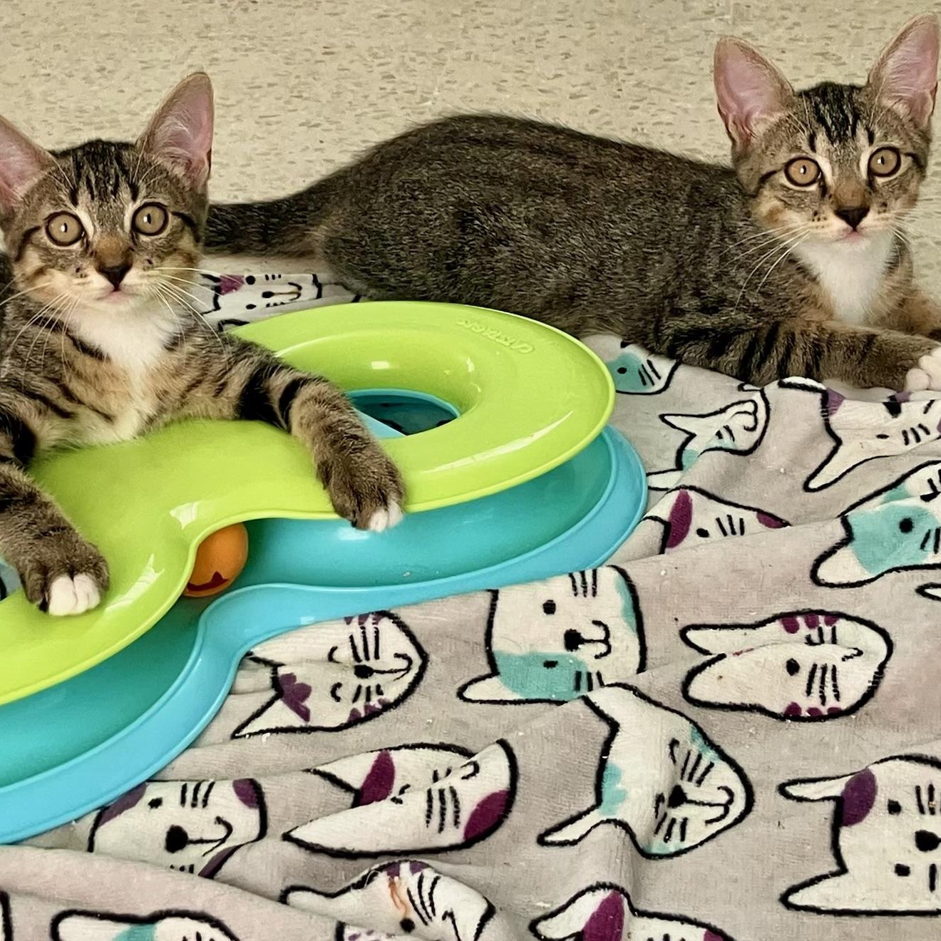 Techno & Geisha BONDED, Adoptable, Kitten Female Domestic Short Hair.